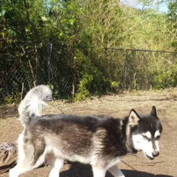 Lost Dog (San Antonio, Texas) - Whooskie