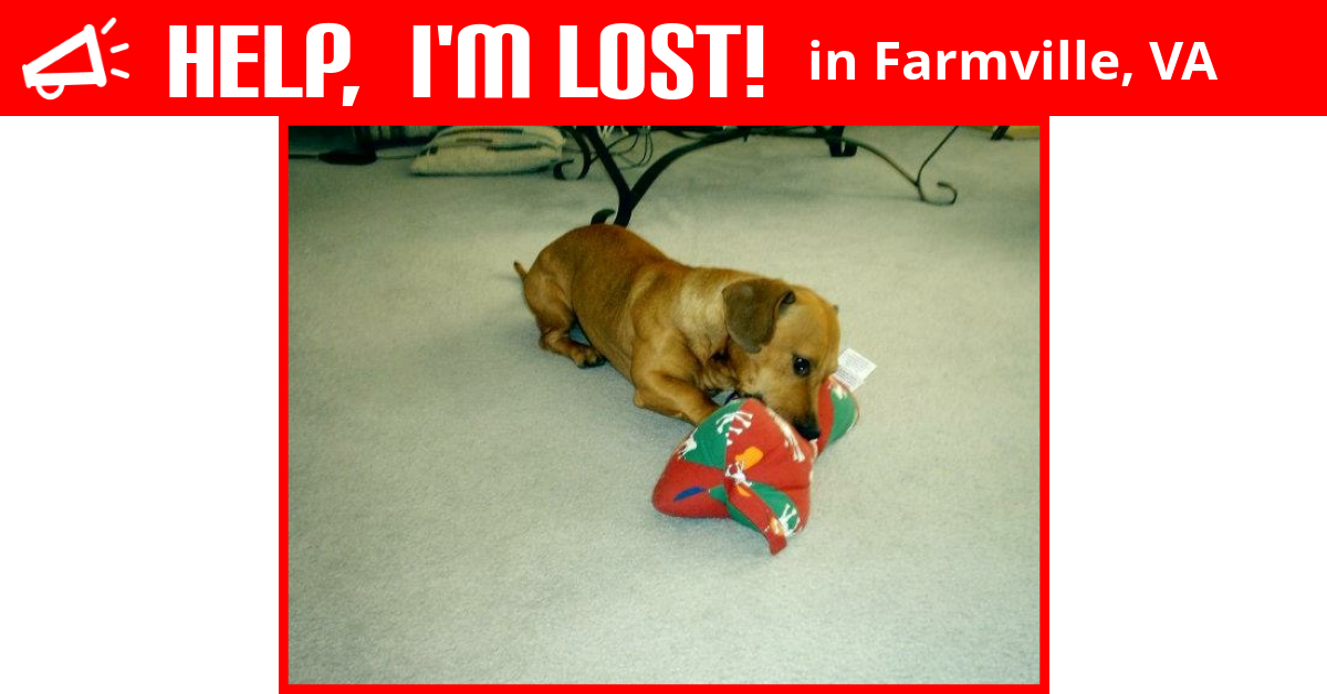 Lost Dog (Farmville, Virginia) Duke