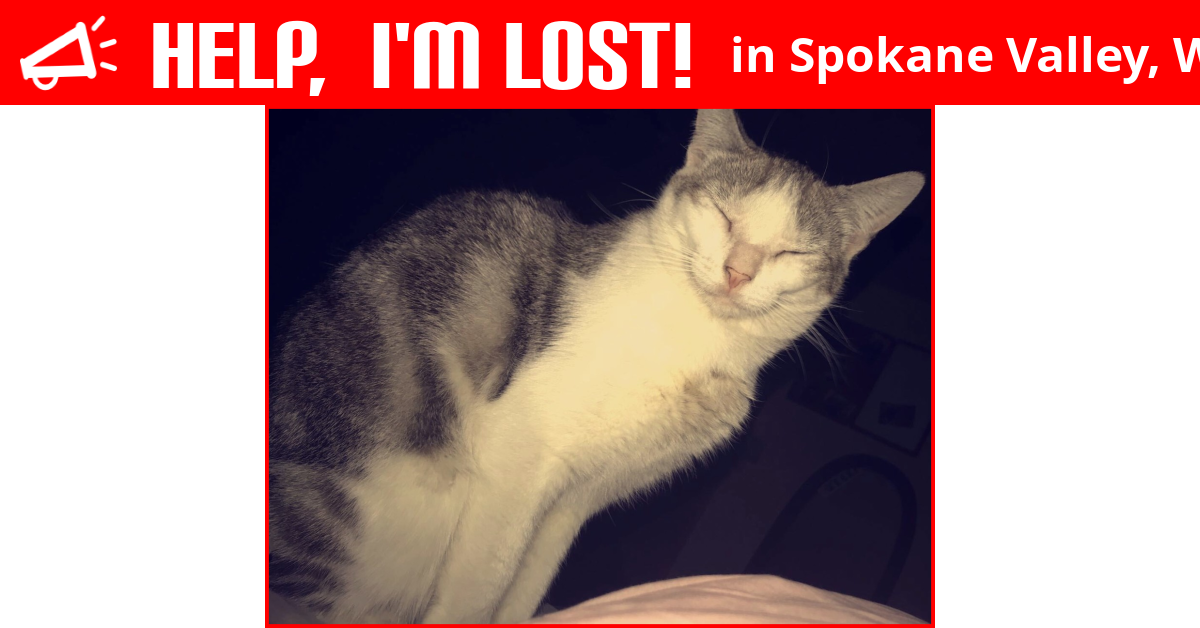 Lost Cat (Spokane Valley, Washington) Roxy