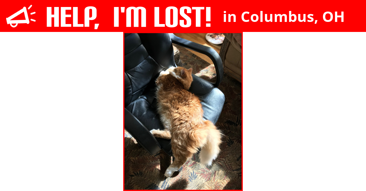 Lost Cat (Columbus, Ohio) Butterscotch