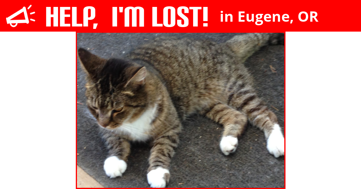 Lost Cat (Eugene, Oregon) Trina