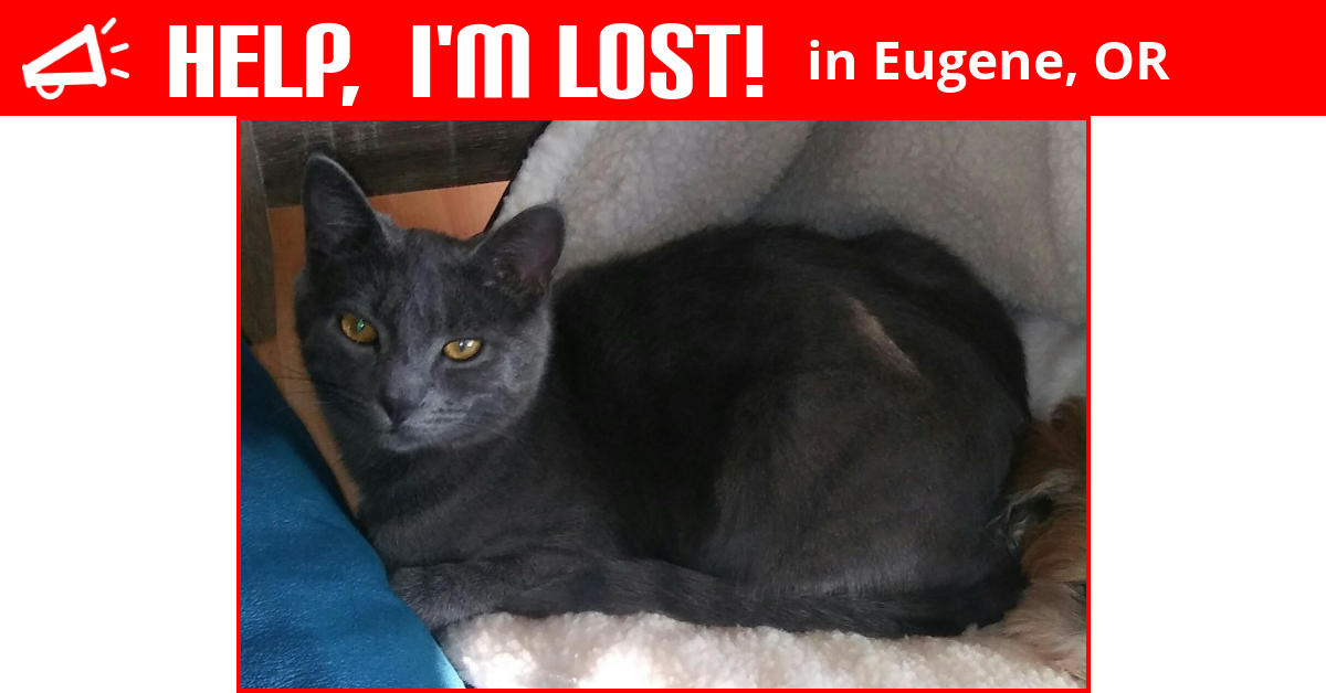 Lost Cat (Eugene, Oregon) Auggie