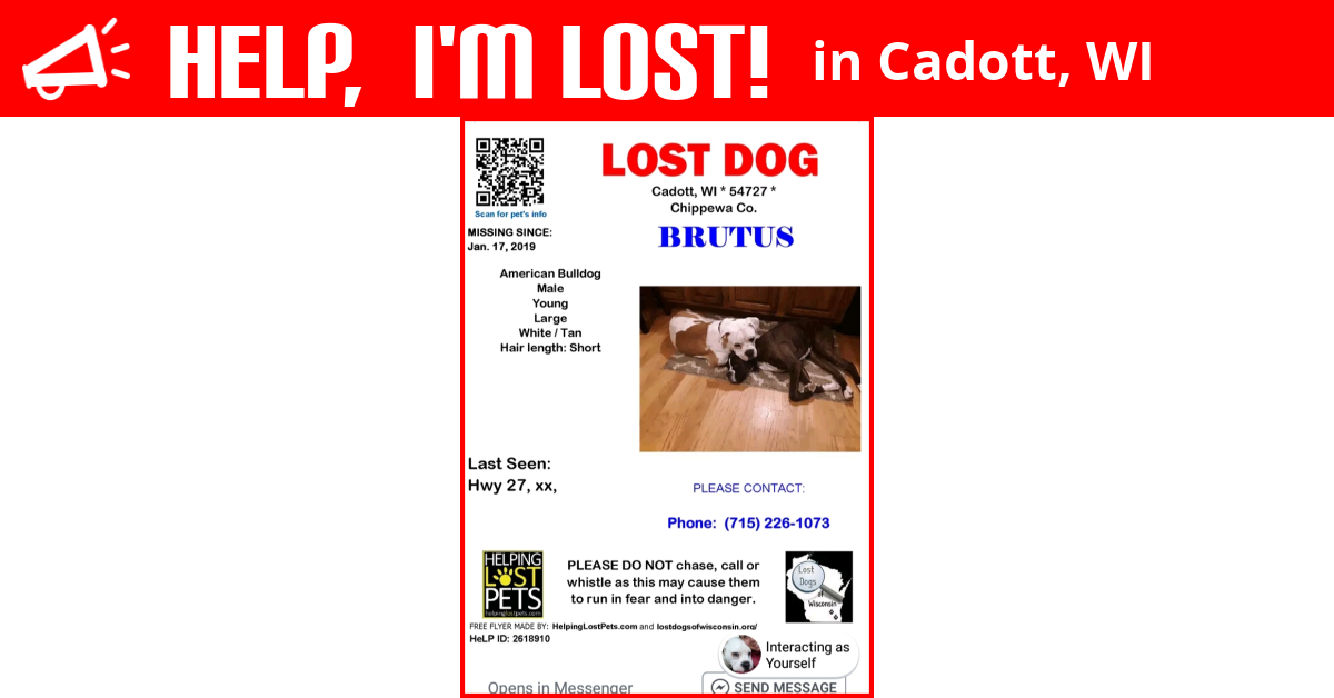Lost Dog (Cadott, Wisconsin) Brutus