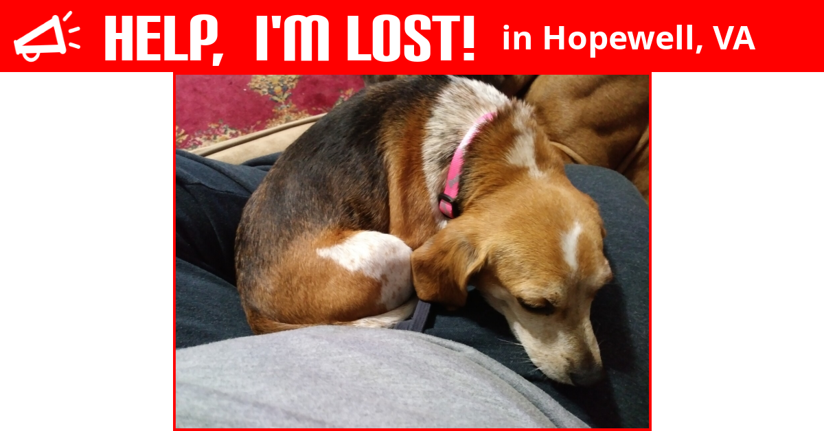Lost Dog (Hopewell, Virginia) Daisy
