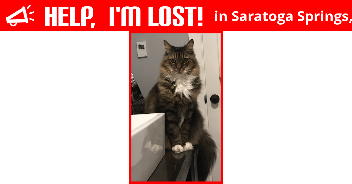 Lost Cat (Saratoga Springs, New York) - Mitz