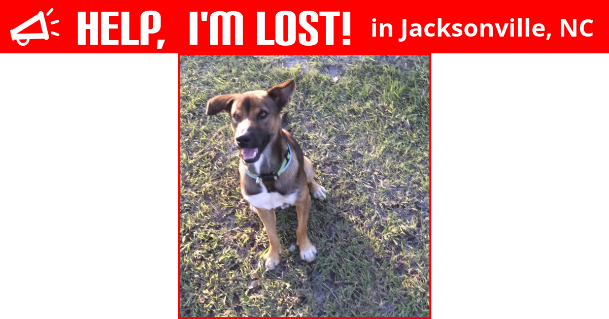 Lost Dog (Jacksonville, North Carolina) Bo