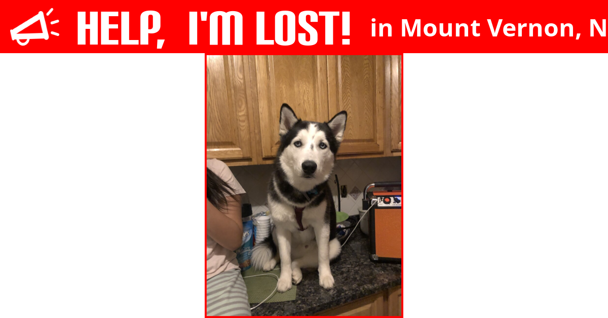 Lost Dog (Mount Vernon, New York) Geo
