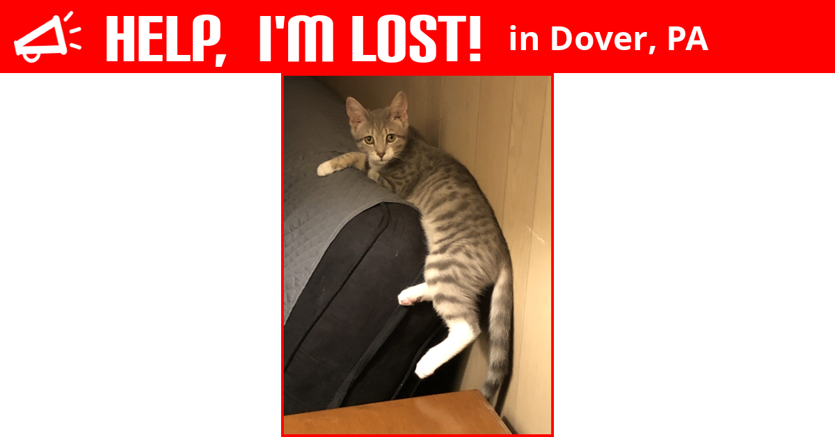 Lost Cat (Dover, Pennsylvania) Necco