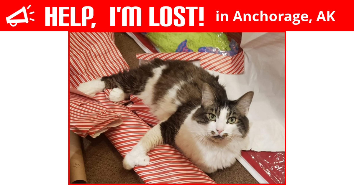 Lost Cat (Anchorage, Alaska) Boots