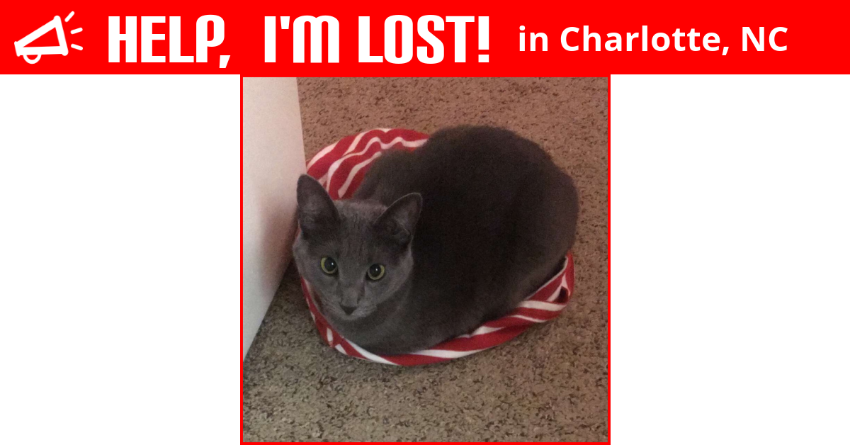 Lost Cat (Charlotte, North Carolina) Mooney