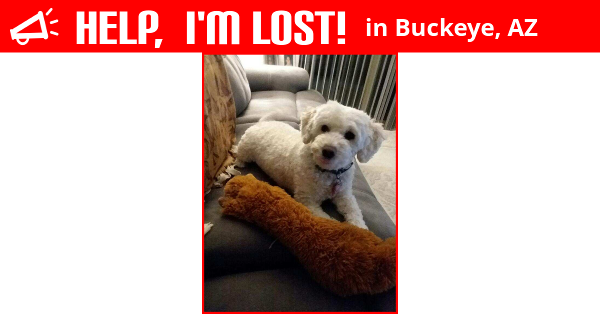 Lost Dog (Buckeye, Arizona) Molly