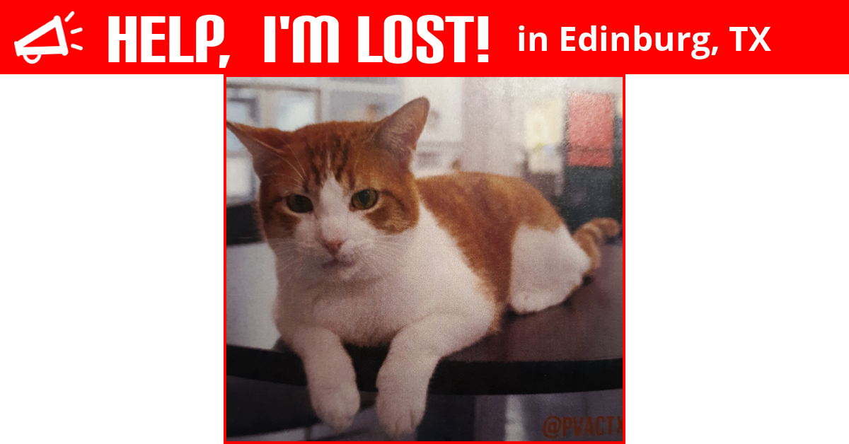 Lost Cat (Edinburg, Texas) Simba