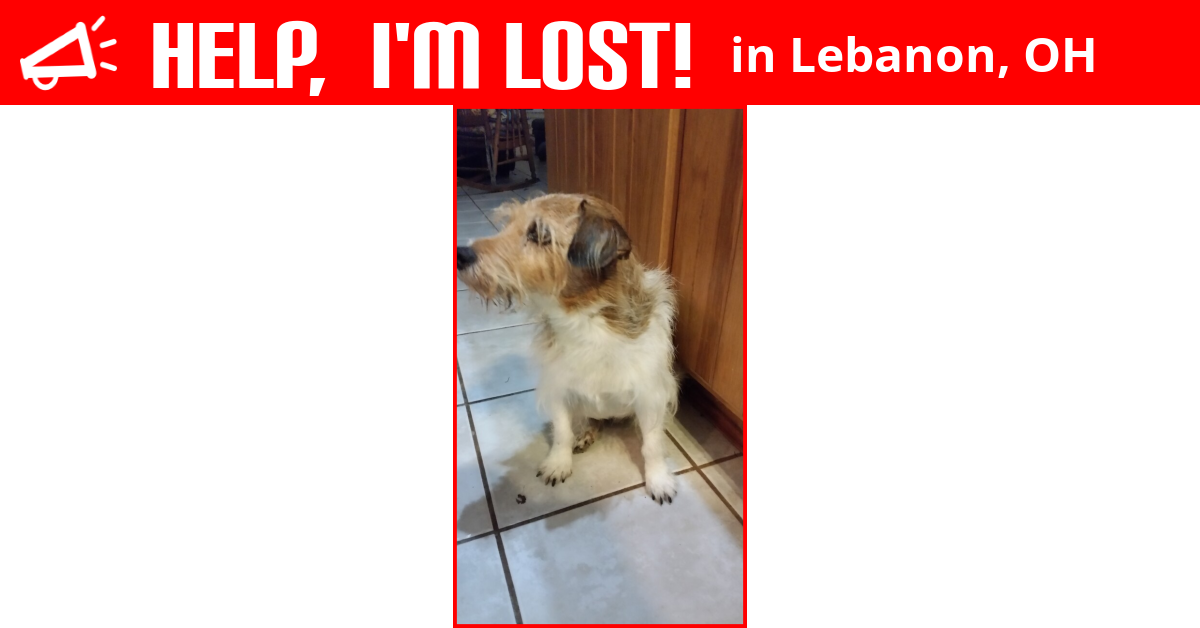 Lost Dog (Lebanon, Ohio) Cooper