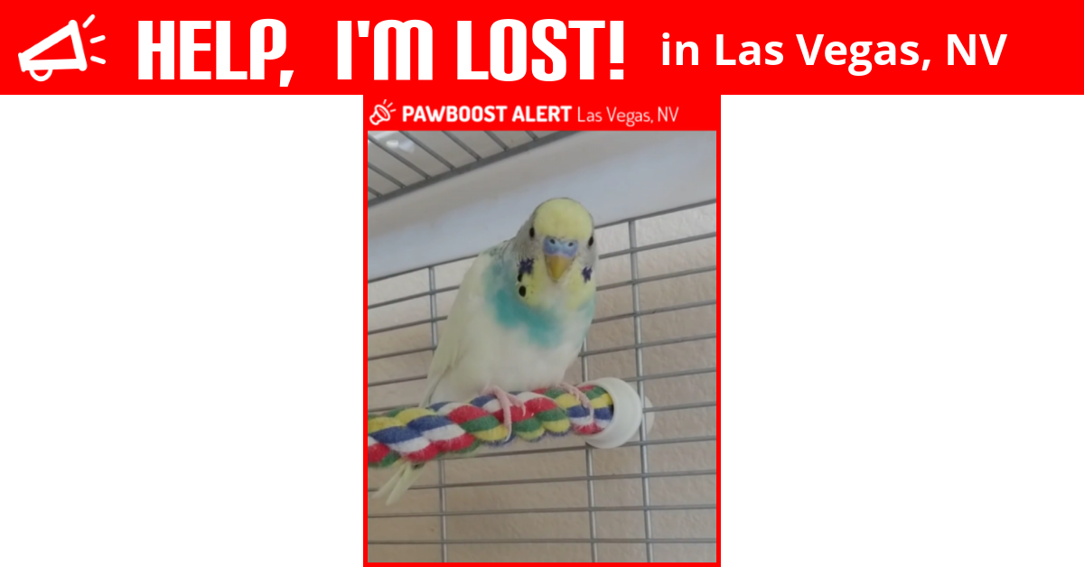 Lost Bird (Las Vegas, Nevada) Sky