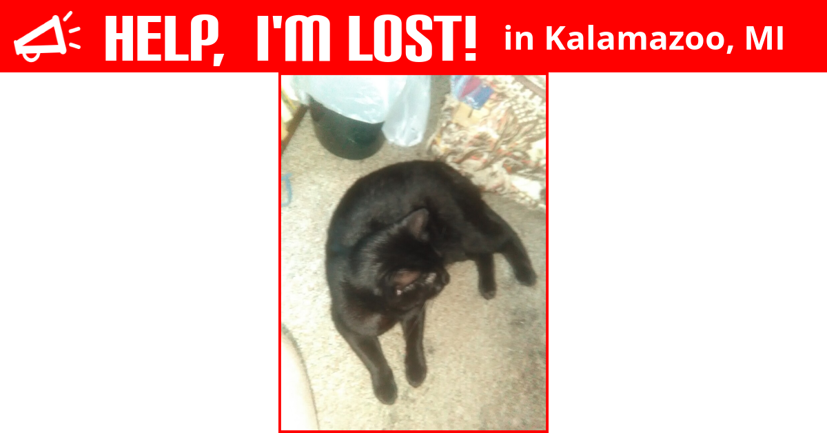 Lost Cat (Kalamazoo, Michigan) Noodle Butt