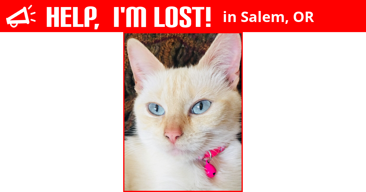 Lost Cat (Salem, Oregon) Nilla Wafer