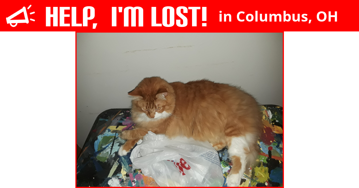 Lost Cat (Columbus, Ohio) Simba