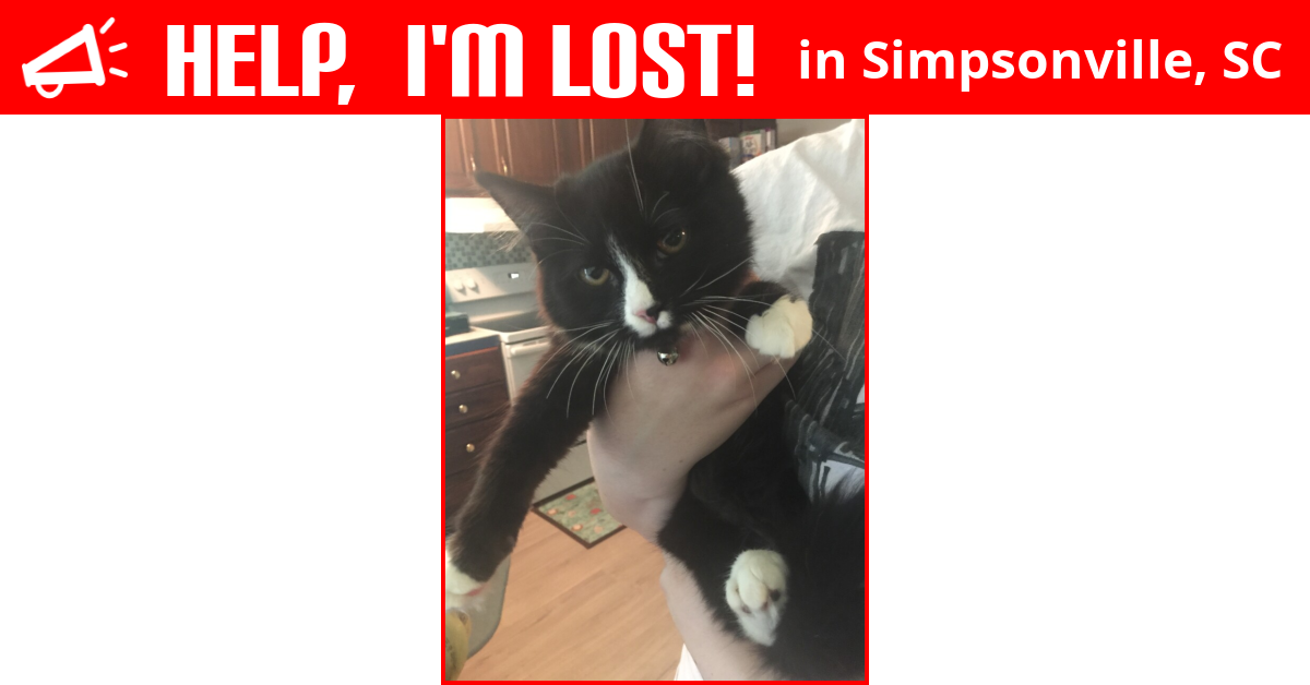 Lost Cat (Simpsonville, South Carolina) Sox