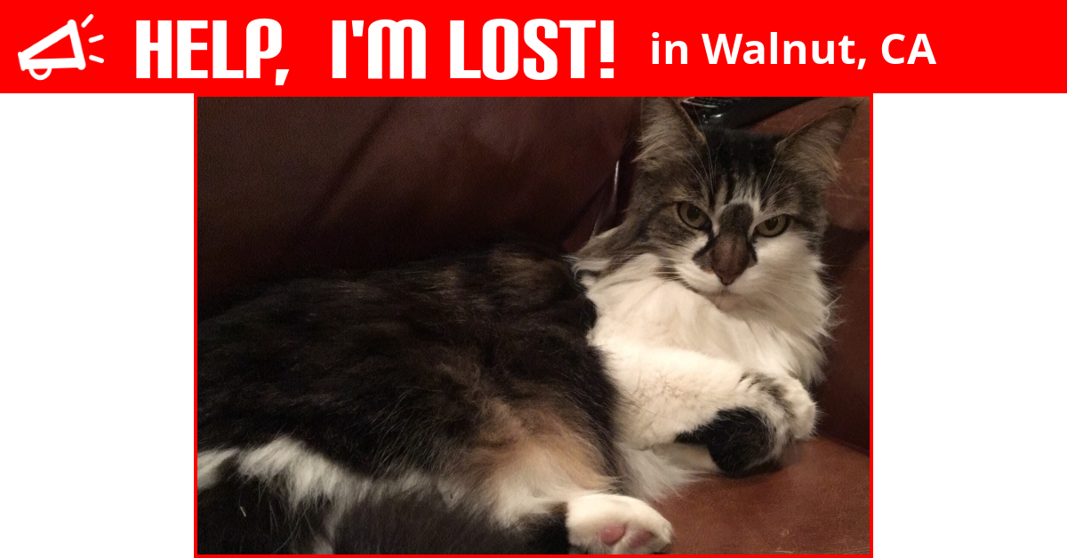 Lost Cat (Walnut, California) Skelly