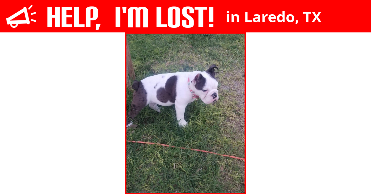 Lost Dog (Laredo, Texas) Zoey