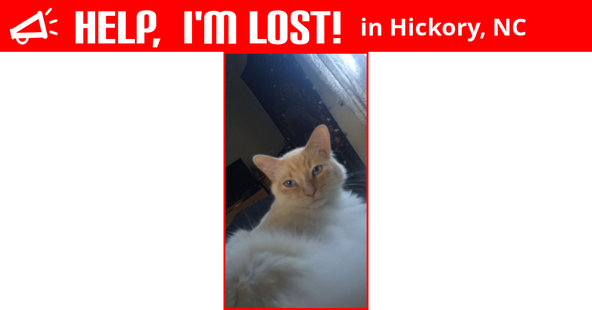 Lost Cat (Hickory, North Carolina) Alfred