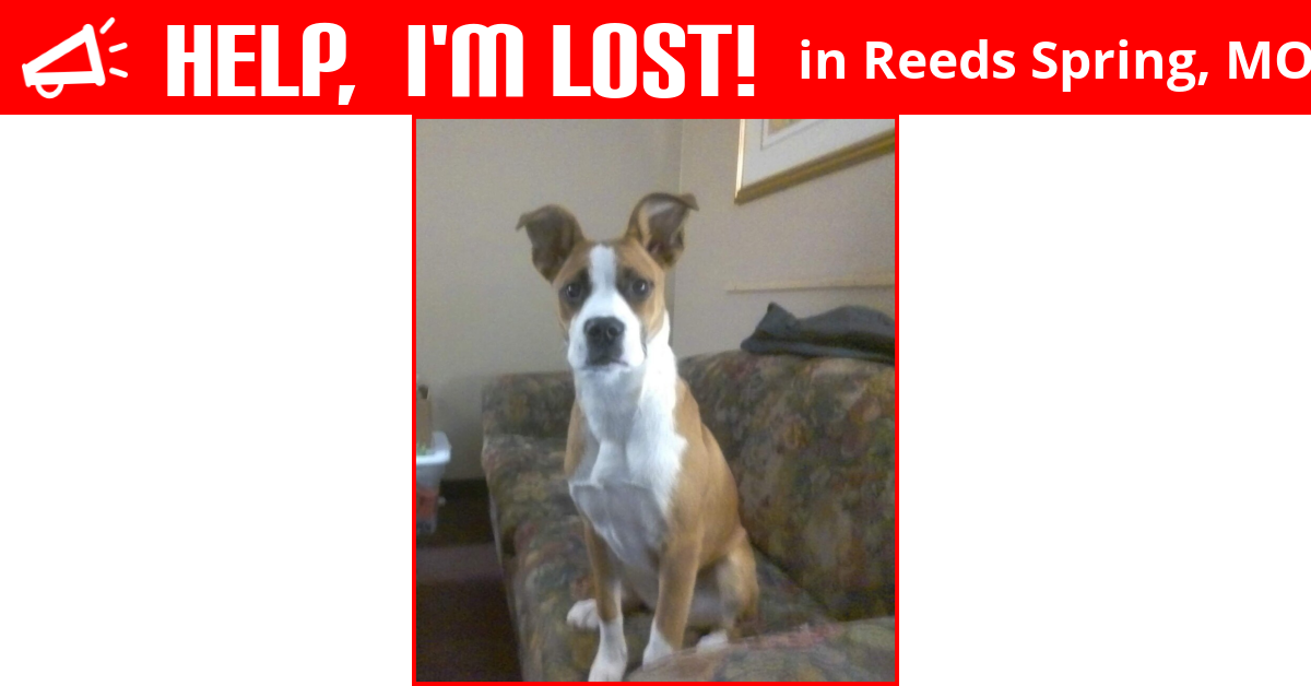 Lost Dog (Reeds Spring, Missouri) Nahla