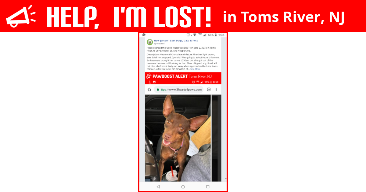 Lost Dog (Toms River, New Jersey) Hazel