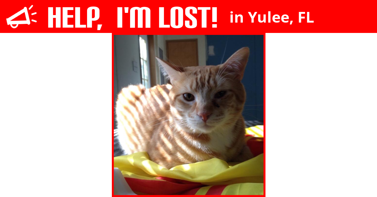 Lost Cat (Yulee, Florida) Giles