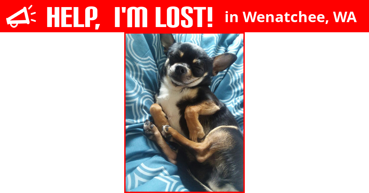 Lost Dog (Wenatchee, Washington) Chema
