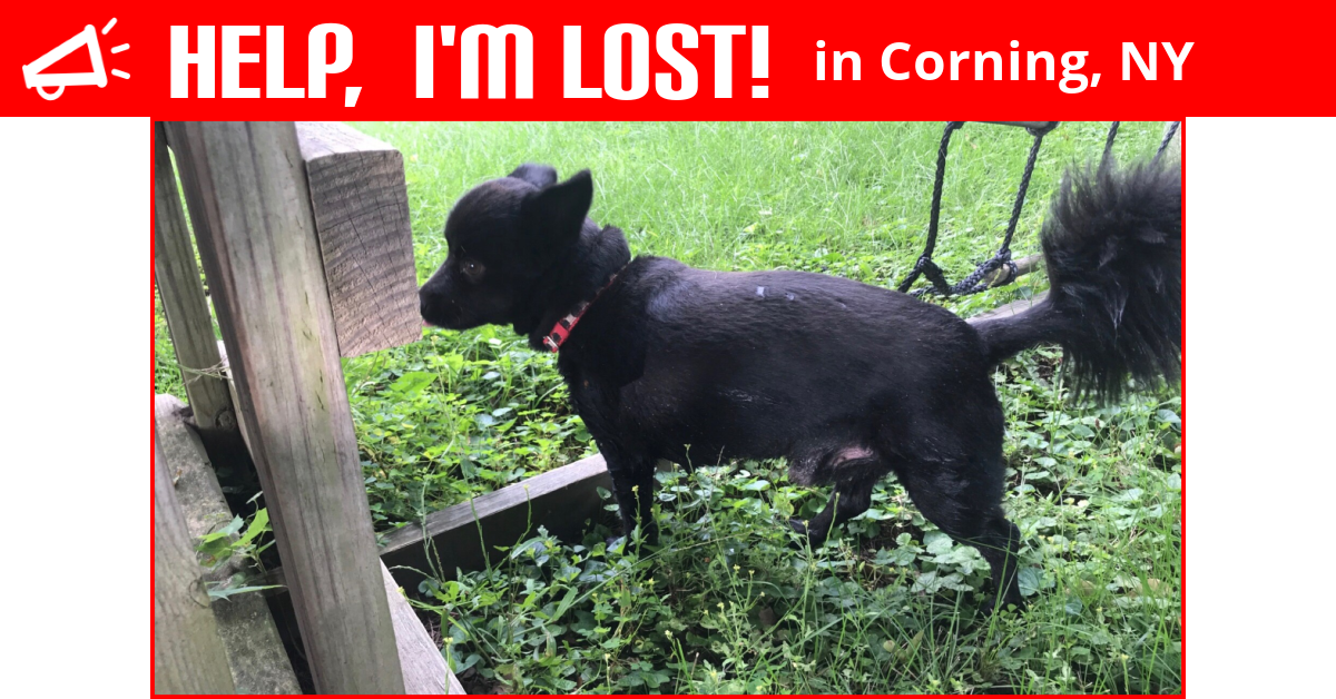 Lost Dog (Corning, New York) Abel