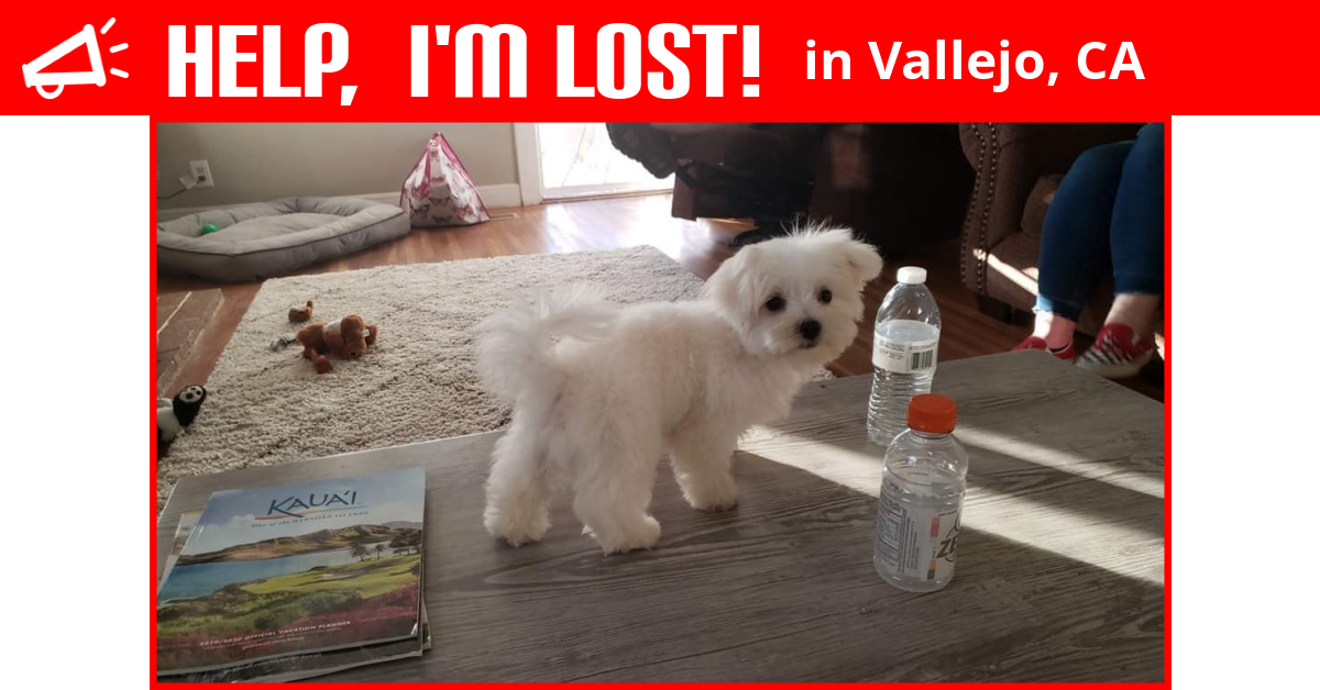Lost Dog (Vallejo, California) Sammy