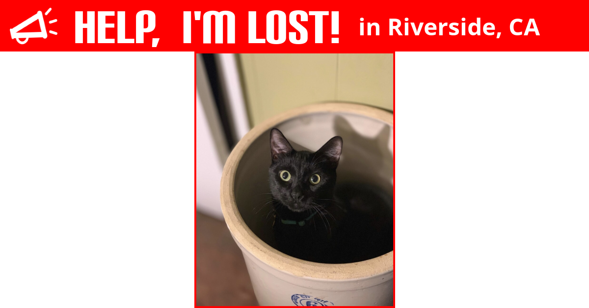 Lost Cat (Riverside, California) Badmax