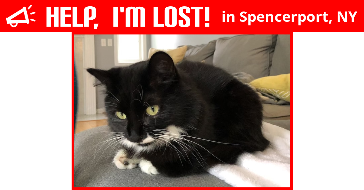 Lost Cat (Spencerport, New York) Meko