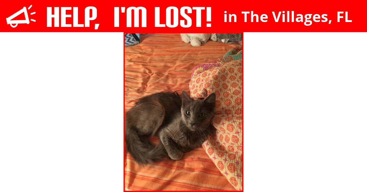 Lost Cat (The Villages, Florida) Wulfric