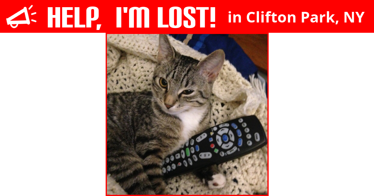 Lost Cat (Clifton Park, New York) Riley