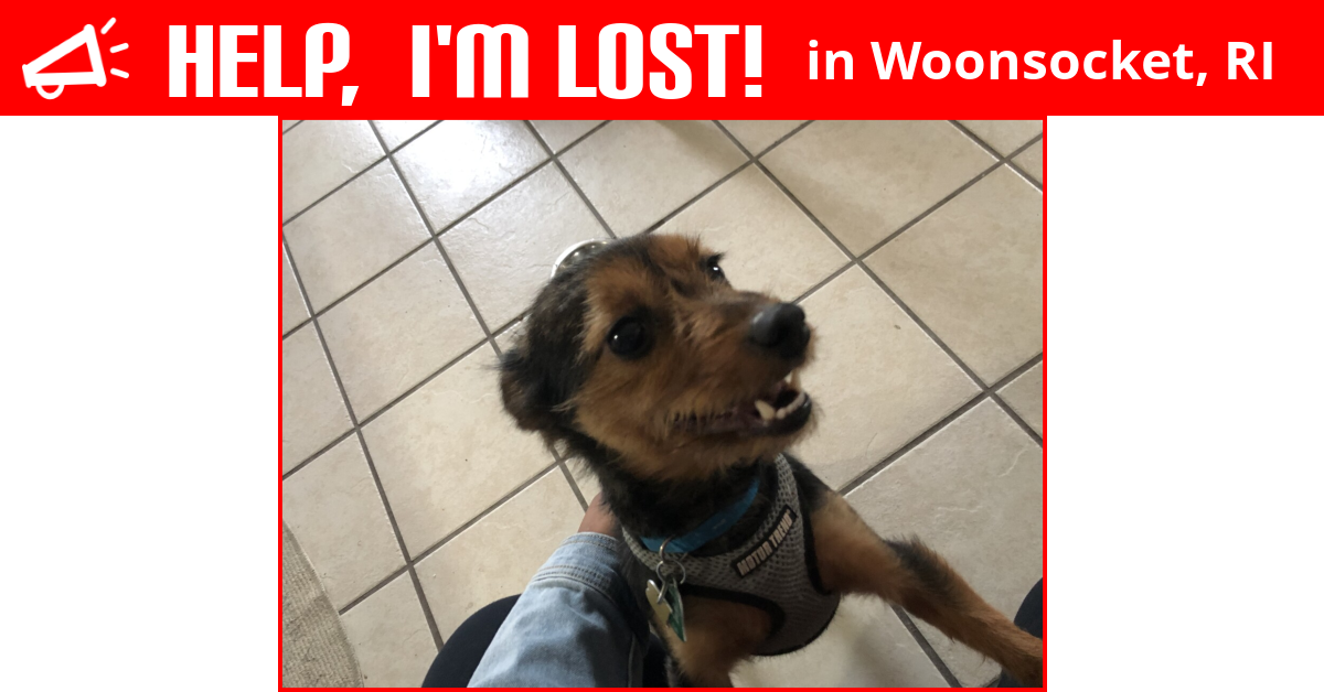 Lost Dog (Woonsocket, Rhode Island) Rocky