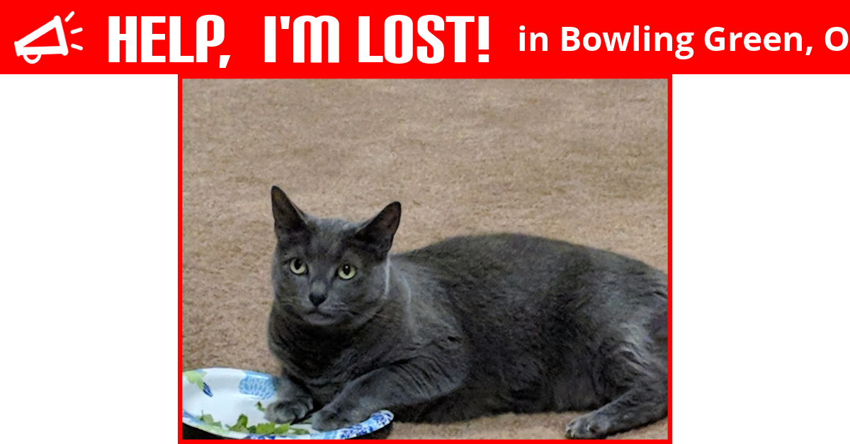 Lost Cat (Bowling Green, Ohio) Cat Dog