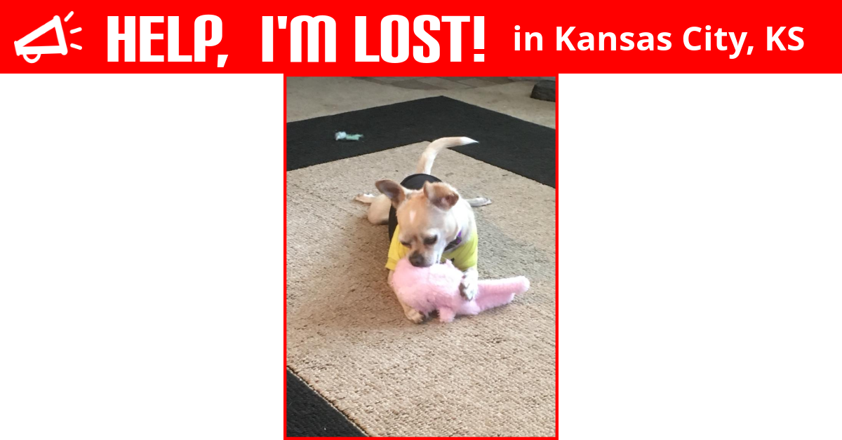 Lost Dog (Kansas City, Kansas) Ellie