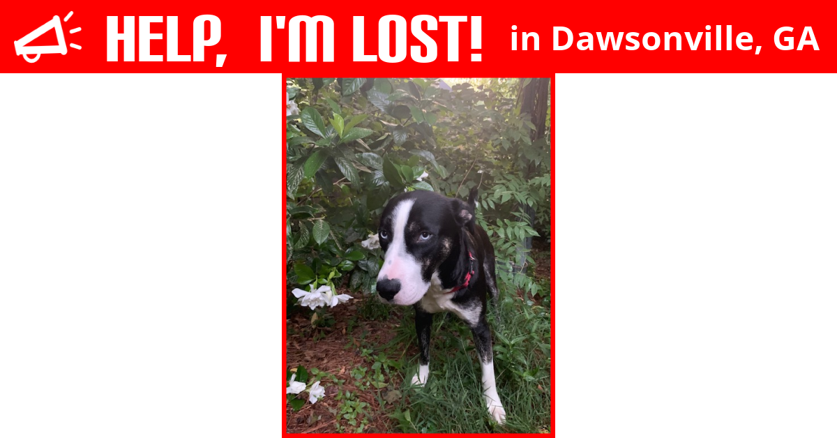 Lost Dog (Dawsonville, Rosccoe