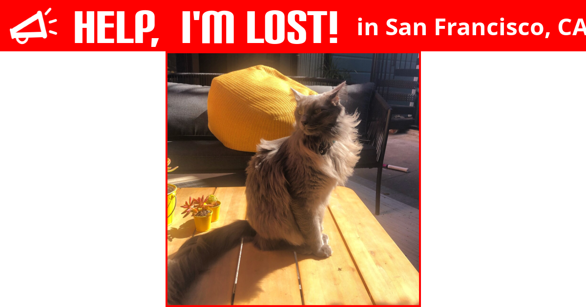 Lost Cat (San Francisco, California) Mochi
