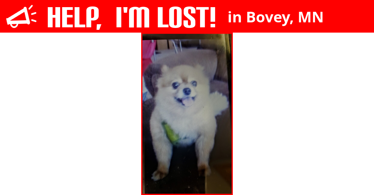 Lost Dog (Bovey, Minnesota) Foxy