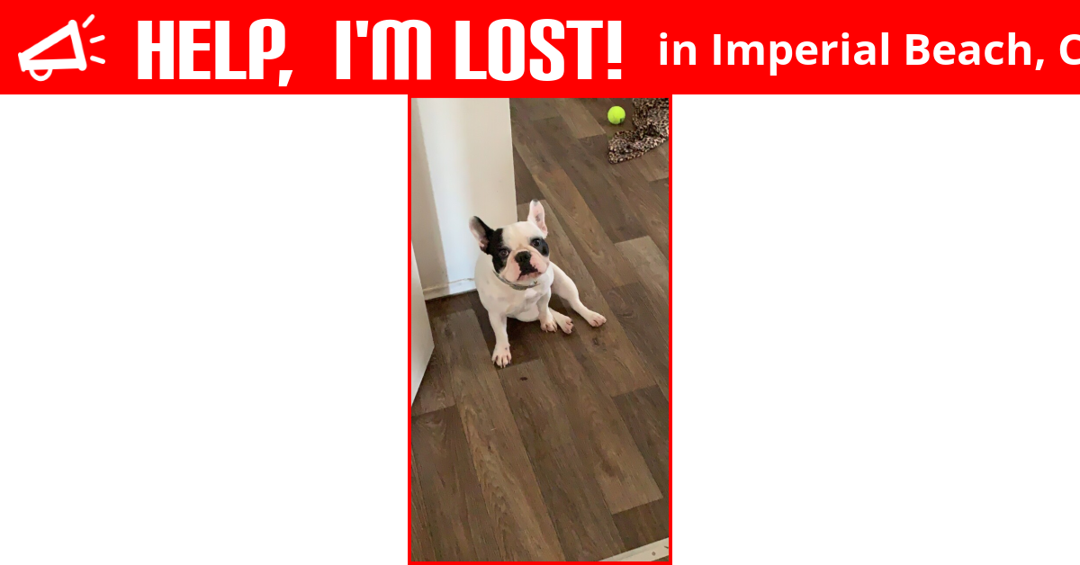 Lost Dog (Imperial Beach, California) Chelsea