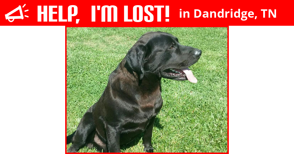 Lost Dog (Dandridge, Tennessee) Sully