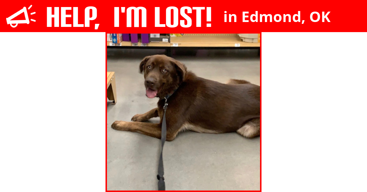 Lost Dog (Edmond, Oklahoma) Maddox