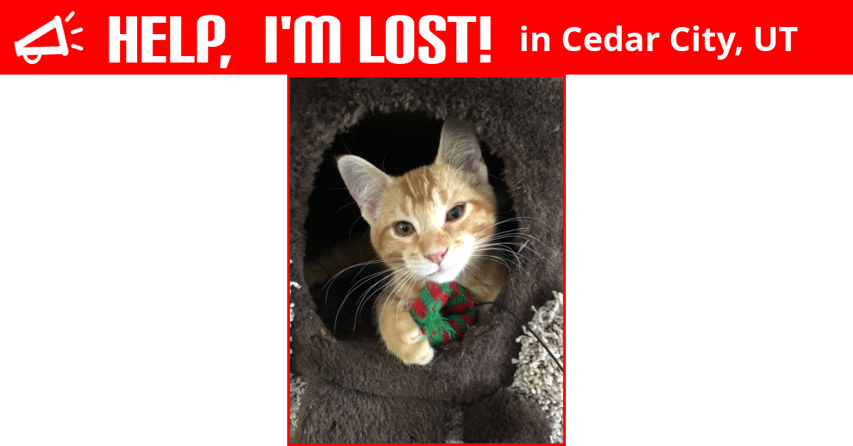 Lost Cat (Cedar City, Utah) Gus