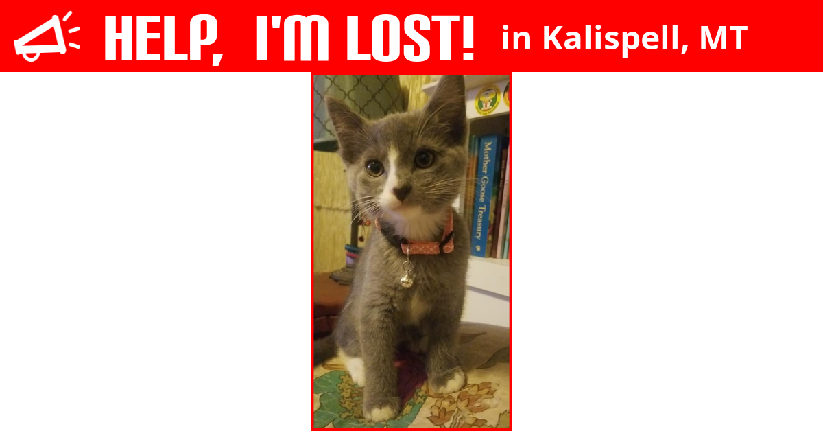 Lost Cat (Kalispell, Montana) Onyx