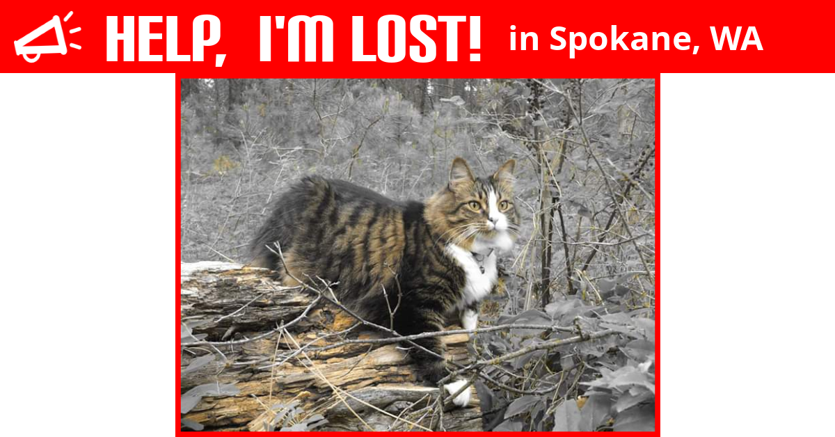 Lost Cat (Spokane, Washington) Tuff