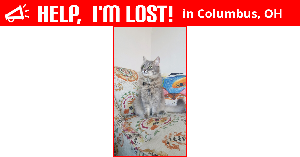 Lost Cat (Columbus, Ohio) Kat