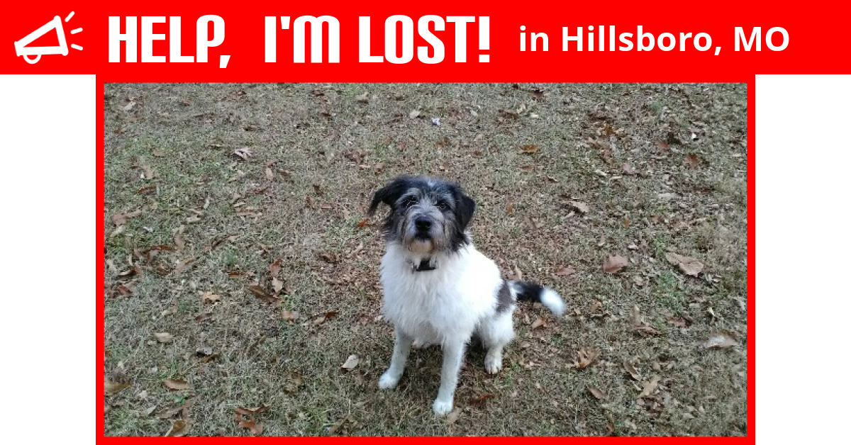 Lost Dog (Hillsboro, Missouri) Marky