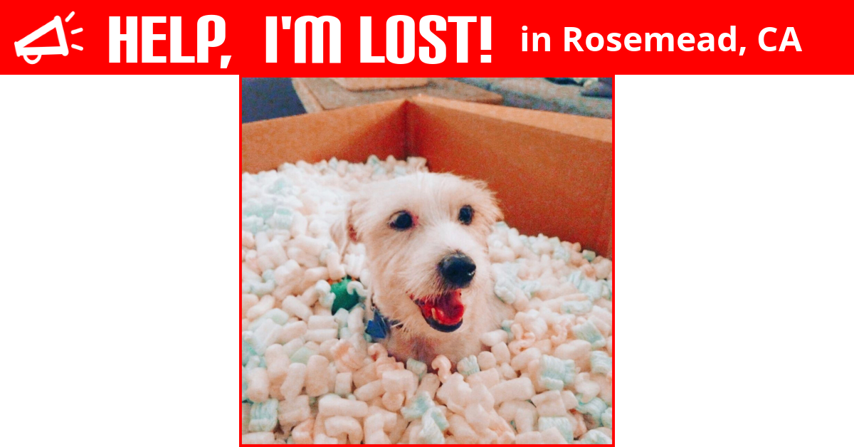 Lost Dog (Rosemead, California) Jack